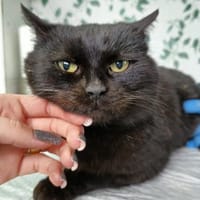 Süße Miss Marple 8 J. sucht Sofa, Katze zur Adoption