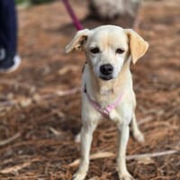 Linny auf Pflegestelle, Hündin zur Adoption