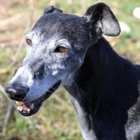 Monja, Hündin zur Adoption