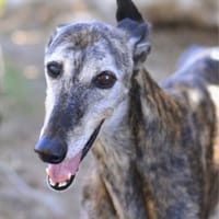 Hope, Hündin zur Adoption