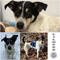 LILOFEE -Bezaubernde, zarte Seele-, Hündin zur Adoption