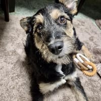 Mirabela ❤ Hübsches Hundemädchen sucht, Hündin zur Adoption