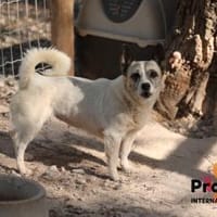 Tilda auf Pflegestelle, Hündin zur Adoption