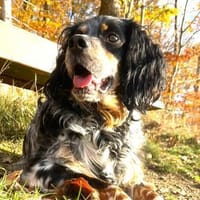 Lui - unkompliziert und menschenbezogen, Hund zur Adoption