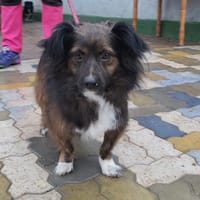 Filou, wunderschöner, freundlicher Rüde, Hund zur Adoption