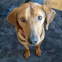 Toller Bracke SNICKER sucht ein Zuhause, Hund zur Adoption