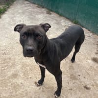 Minouille  PAA24113, chienne à adopter