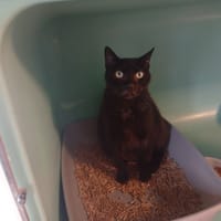 JEDI, chat à adopter