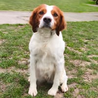 Galet, chien à adopter