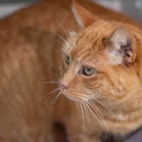 Tysha, chat à adopter