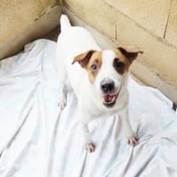 OSCAR, chien à adopter