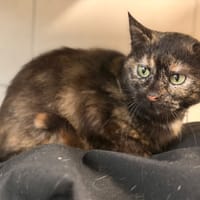 PRALINE (réservée), chatte à adopter