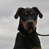 SHELBY, chien à adopter