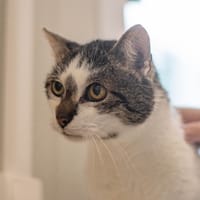Nestor, chat à adopter