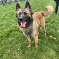 DORY, chienne à adopter