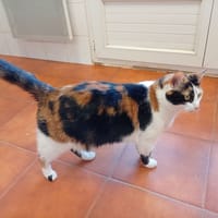 Lilou (en cours d'adoption), chatte à adopter
