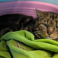 MUFFASA QCT, chat à adopter