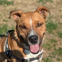 MINUS, chien à adopter