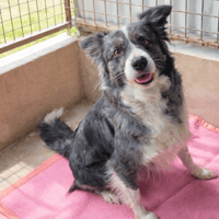 LOUKSIA, chienne à adopter