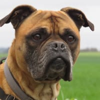 BAKI, chien à adopter