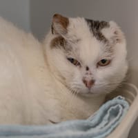 Dolly, chat à adopter