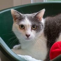 Shana, chatte à adopter