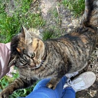 LILOU, chatte à adopter