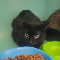 clarence, chatte à adopter