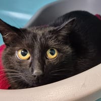 ULTIMO QCT, chat à adopter