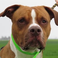 LEEROY, chien à adopter