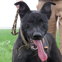 ULYSS, chien à adopter