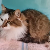 SKYE (promis), chat à adopter
