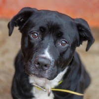 Tchoupie, chienne à adopter