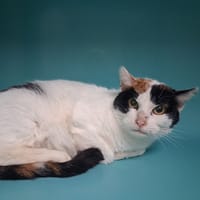 FLEUR, chatte à adopter