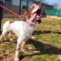 milo, chien à adopter