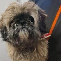 ZORRO, chien à adopter