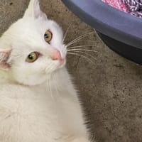 PERLE, chatte à adopter