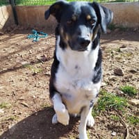 TIA (réservée), chienne à adopter