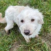 MOLLY, chienne à adopter