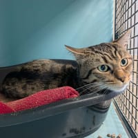 MORTY QCT, chat à adopter