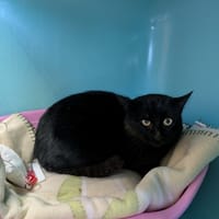 MYLOVE QCT, chat à adopter