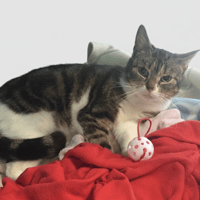 NIGLOTTE, chatte à adopter