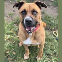 JACK CHAO, chien à adopter