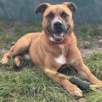 JACK CHAO, chien à adopter