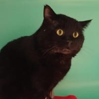 Noiraud, chat à adopter