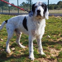 hiro, chien à adopter