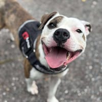 URKO, chien à adopter