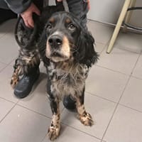 SAIKO, chien à adopter