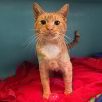 MILOU, chat à adopter