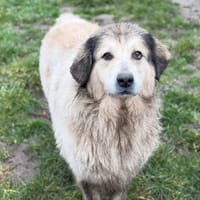 Calie CAA14715, chienne à adopter
